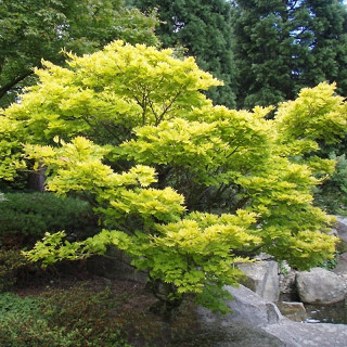 Klon 'Shirasawanum Aureum'